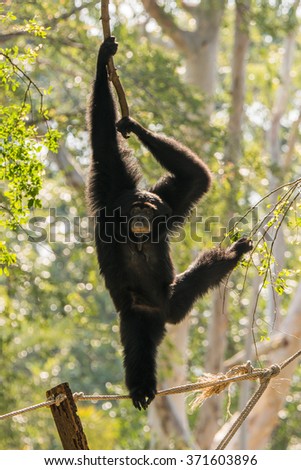  gibbon on tree 