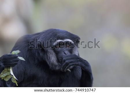 Similar – Image, Stock Photo gorilla Monkeys Gorilla