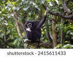 Gibbon sitting on a tree