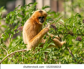 Gibbon In Zoo Eating Elderberry
