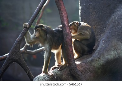 gibbons