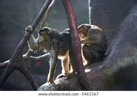 gibbons