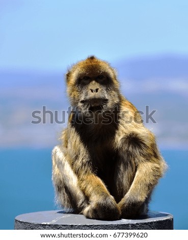 Similar – Image, Stock Photo Don’t feed the baboons III