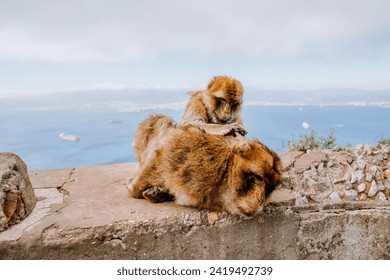 Gibraltar, Britain - January 24, 2024 -  two Barbary macaques grooming on a wall with a backdrop of the Gibraltar harbor and sea. - Powered by Shutterstock