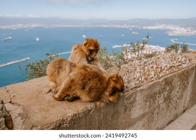 Gibraltar, Britain - January 24, 2024 -  two Barbary macaques grooming on a wall with a backdrop of the Gibraltar harbor and sea. - Powered by Shutterstock