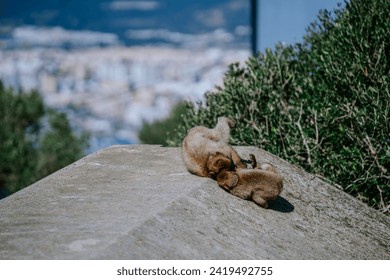 Gibraltar, Britain - January 24, 2024 -  two Barbary macaques grooming each other on a rock with a blurry urban landscape in the background. - Powered by Shutterstock