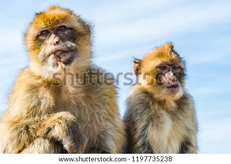 Gibraltar: A couple of male and female monkeys from the population of Barbary macaque apes (macaca sylvanus).