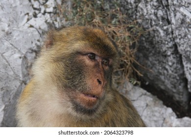 Gibraltar Macaque (Macaca Sylvanus) Perched On A Rock.