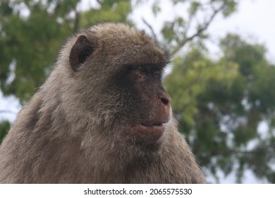 Gibraltar Macaque (Macaca Sylvanus) Perched On A Rock.