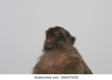 Gibraltar Macaque (Macaca Sylvanus) Perched On A Rock.