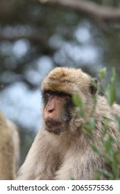 Gibraltar Macaque (Macaca Sylvanus) Perched On A Rock.