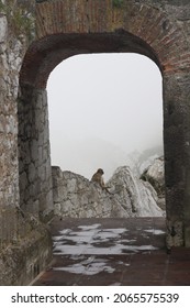 Gibraltar Macaque (Macaca Sylvanus) Perched On A Rock.