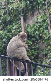 Gibraltar Macaque (Macaca Sylvanus) Perched On A Metal Railing.