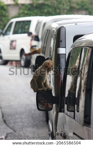 Gibraltar macaque (Macaca sylvanus) sitting on the side mirror of a touring car.