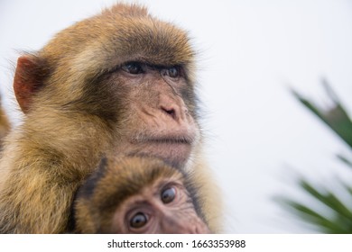 Bebe Singe Images Stock Photos Vectors Shutterstock Bebe Singe Images Stock Photos Vectors Shutterstock