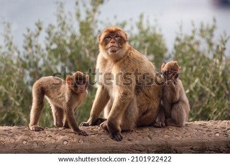 Gibraltar, United Kingdom - December 10, 2021: The Barbary macaque, also called the Gibraltar monkey, is found in some areas of the Atlas Mountains of Africa and on the Rock of Gibraltar.