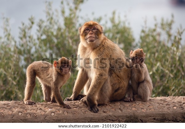 6,384 Gibraltar Monkey Images, Stock Photos & Vectors | Shutterstock