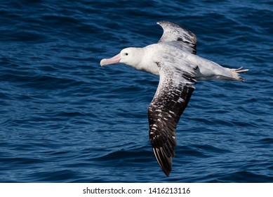 Gibson's Wandering Albatross in New Zealand