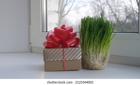 Gift boxes. Red bow on the lid. Green grass - Powered by Shutterstock