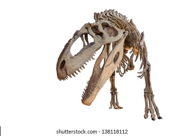 Giganotosaurus Skeleton Isolated Stock Photo 138118112 | Shutterstock