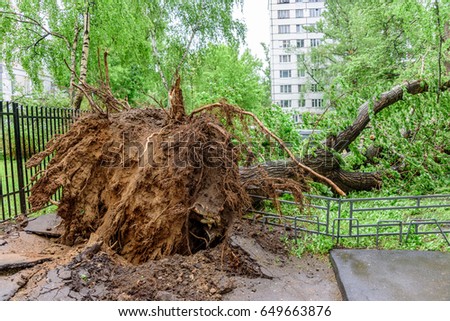 Gigantic fallen poplar tree toppled and cracks in asphalt as a result of the severe hurricane winds in one of courtyards of Moscow city