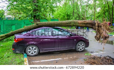 Gigantic fallen toppled tree, covered with moss and with huge roots, crushed parked purple car and broke the window as a result of the severe hurricane winds in one of courtyards of Moscow city