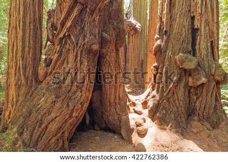 Gigantic redwood tree trunks in Muir Woods National Monument, California. USA