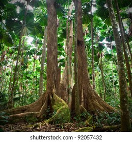 Gigantic Trees In Fan Palm Rainforest Queensland Australia Cape Tribulation Daintree Rain Forest Pristine Jungle In Nature Reserve