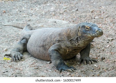 Gigantic Venomous Komodo Dragon Roaming Free Stock Photo 1628796025 ...