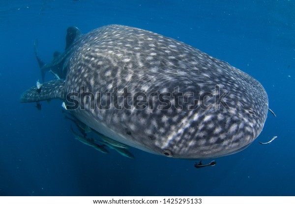 Gigantic Whale Shark Largest Fish On Stock Image Download Now