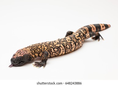 Gila Monster