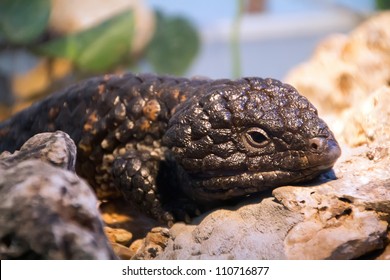 Gila Monster Heloderma Suspectum