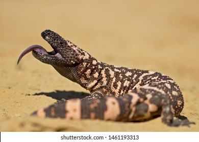 Gila monster (Heloderma suspectum) is a species of venomous lizard native to the southwestern United States and northwestern Mexican state of Sonora.