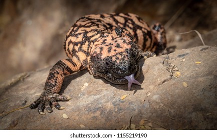 Gila monster Heloderma suspectum venomous lizard with Tongue Extended