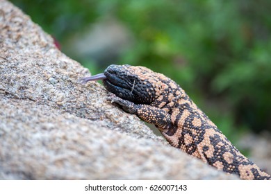 Gila monster on a rock with tongue out.