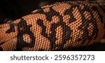 Gila Monster pattern close up
