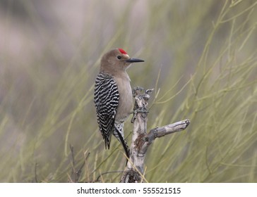 Gila Woodpecker