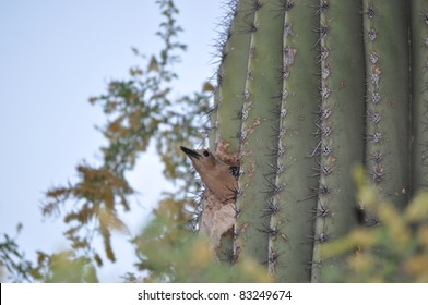 Gila Woodpecker