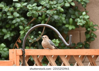 Gila Woodpecker perched on a fence - Shutterstock ID 2315253961