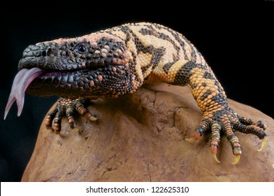 Gilamonster / Heloderma Suspectum