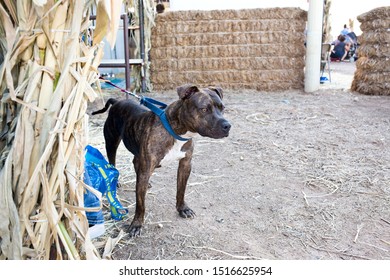 Gilbert, Arizona/USA - September 27, 2019: Pitbull Waiting To Be Adopted At Lovepup Pet Adoption Event