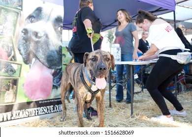 Gilbert, Arizona/USA - September 27, 2019: Cute Dogs Waiting To Be Adopted At Lovepup Pet Adoption Event