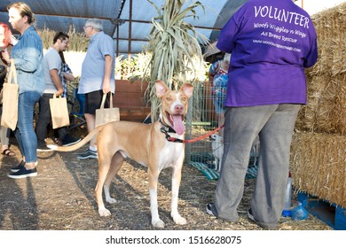 Gilbert, Arizona/USA - September 27, 2019: Cute Dogs Waiting To Be Adopted At Lovepup Pet Adoption Event