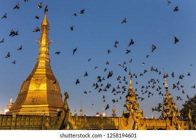 Gilded Dome Of A Buddhist Pagoda. Startled Flock Of Pigeons Flying Around It. Yangon, Myanmar