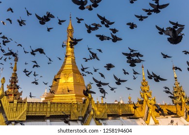 Gilded Dome Of A Buddhist Pagoda. Startled Flock Of Pigeons Flying Around It. Yangon, Myanmar