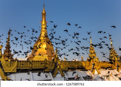 Gilded Dome Of A Buddhist Pagoda. Startled Flock Of Pigeons Flying Around It. Yangon, Myanmar