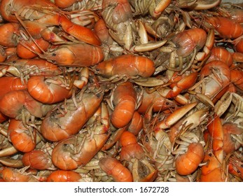 Gilgie - Freshwater crayfish