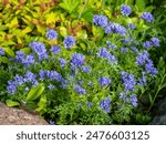 Gilia capitata or Blue Gilia in garden. Sunny summer day with blue flowers. Annual plant Blue thimble flower