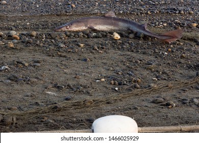 412 Gill net boat Images, Stock Photos & Vectors | Shutterstock