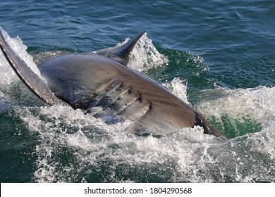 Gill Slits Great White Shark Carcharodon Stock Photo 1804290568 ...